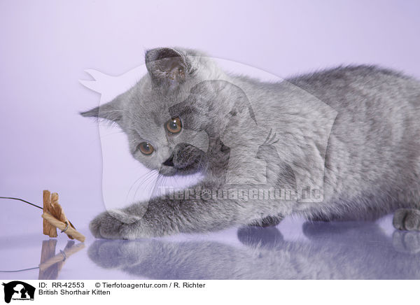 Britisch Kurzhaar Ktzchen / British Shorthair Kitten / RR-42553