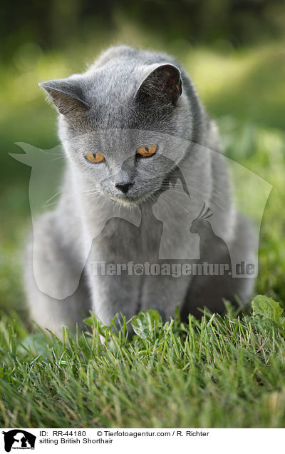 sitting British Shorthair / RR-44180