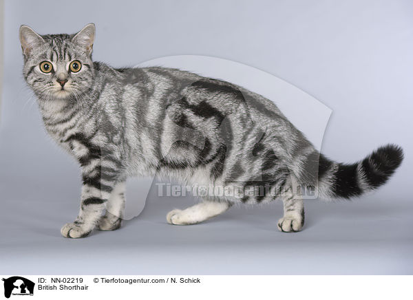 Britisch Kurzhaar / British Shorthair / NN-02219