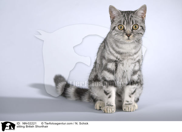 sitzende Britisch Kurzhaar / sitting British Shorthair / NN-02221