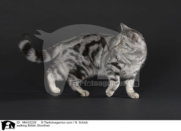laufende Britisch Kurzhaar / walking British Shorthair / NN-02226
