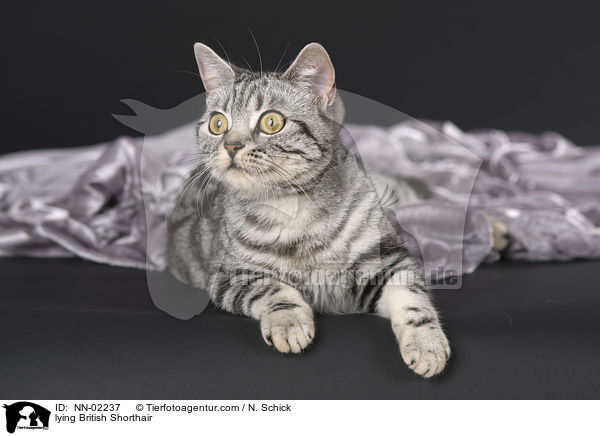 liegende Britisch Kurzhaar / lying British Shorthair / NN-02237