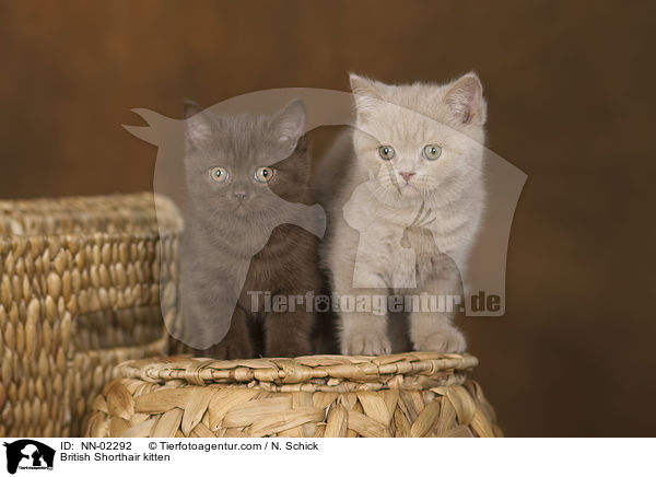 British Shorthair kitten / NN-02292