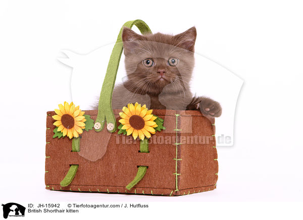 British Shorthair kitten / JH-15942
