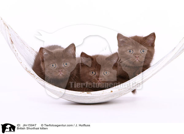 Britisch Kurzhaar K�tzchen / British Shorthair kitten / JH-15947