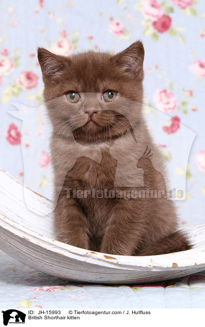 Britisch Kurzhaar Ktzchen / British Shorthair kitten / JH-15993