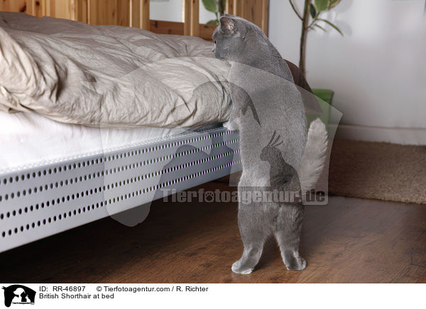 Britisch Kurzhaar will ins Bett / British Shorthair at bed / RR-46897