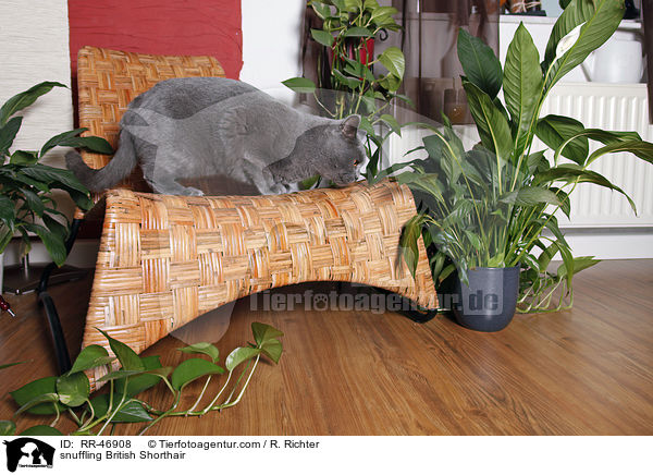 schnuppernde Britisch Kurzhaar / snuffling British Shorthair / RR-46908