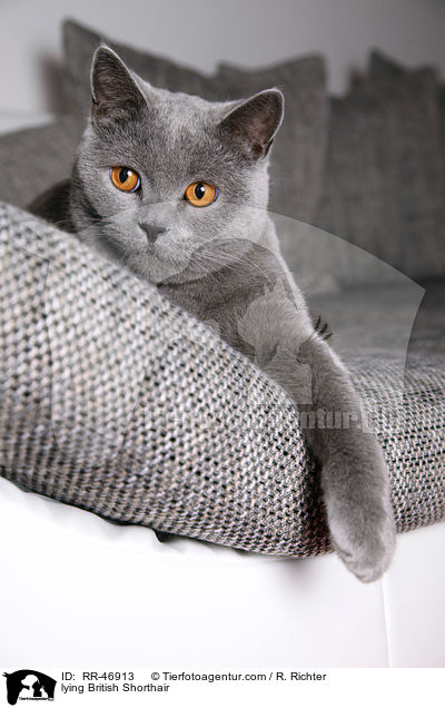 liegende Britisch Kurzhaar / lying British Shorthair / RR-46913