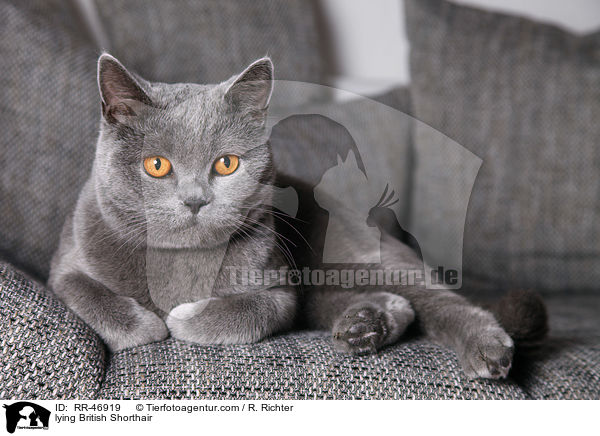 liegende Britisch Kurzhaar / lying British Shorthair / RR-46919