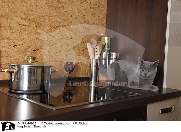 liegende Britisch Kurzhaar / lying British Shorthair / RR-46939