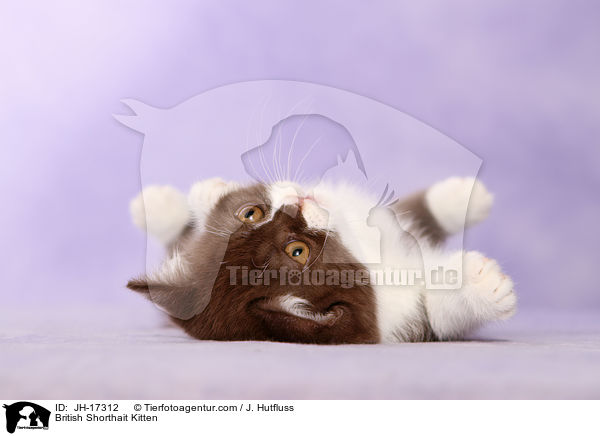 Britisch Kurzhaar Ktzchen / British Shorthait Kitten / JH-17312