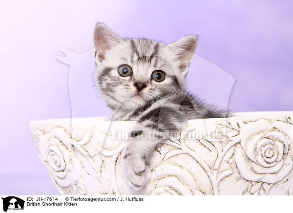 Britisch Kurzhaar Ktzchen / British Shorthair Kitten / JH-17614
