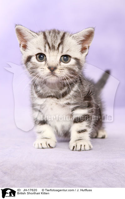 British Shorthair Kitten / JH-17620