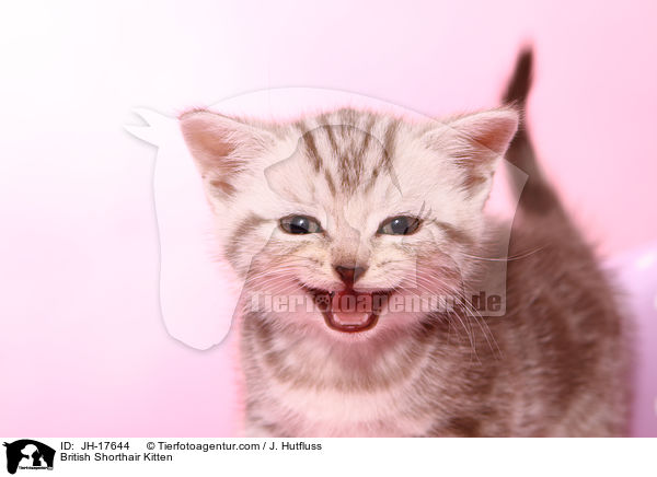 Britisch Kurzhaar Ktzchen / British Shorthair Kitten / JH-17644