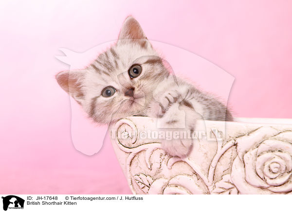 Britisch Kurzhaar Ktzchen / British Shorthair Kitten / JH-17648