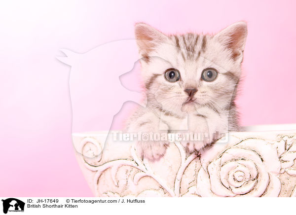 Britisch Kurzhaar Ktzchen / British Shorthair Kitten / JH-17649