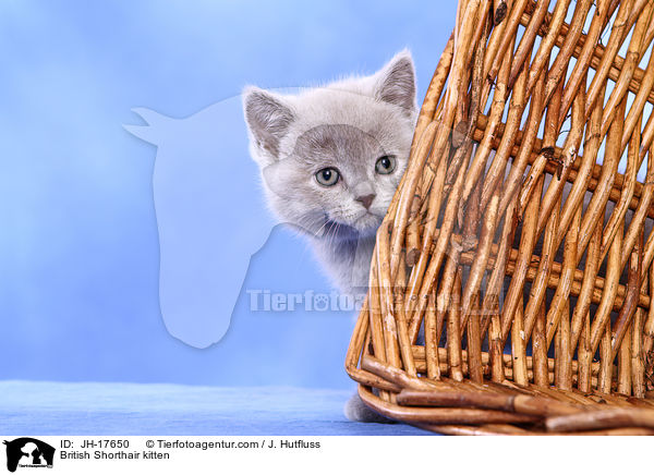 Britisch Kurzhaar Ktzchen / British Shorthair kitten / JH-17650