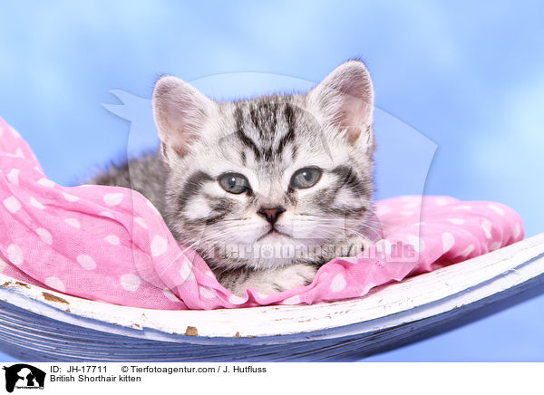 Britisch Kurzhaar K�tzchen / British Shorthair kitten / JH-17711