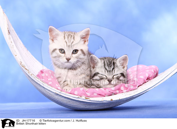 Britisch Kurzhaar Ktzchen / British Shorthair kitten / JH-17716