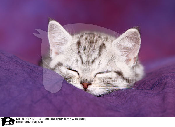 Britisch Kurzhaar Ktzchen / British Shorthair kitten / JH-17747