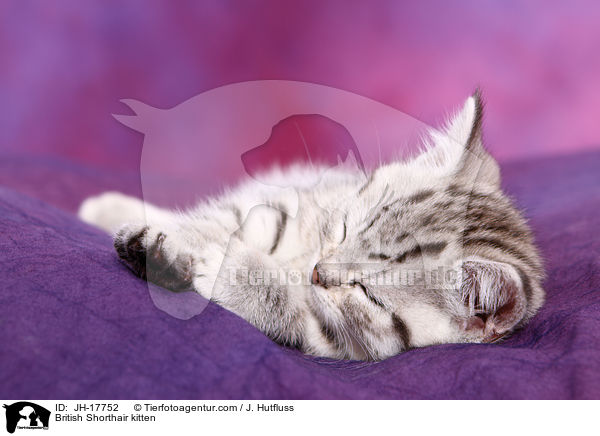 Britisch Kurzhaar Ktzchen / British Shorthair kitten / JH-17752
