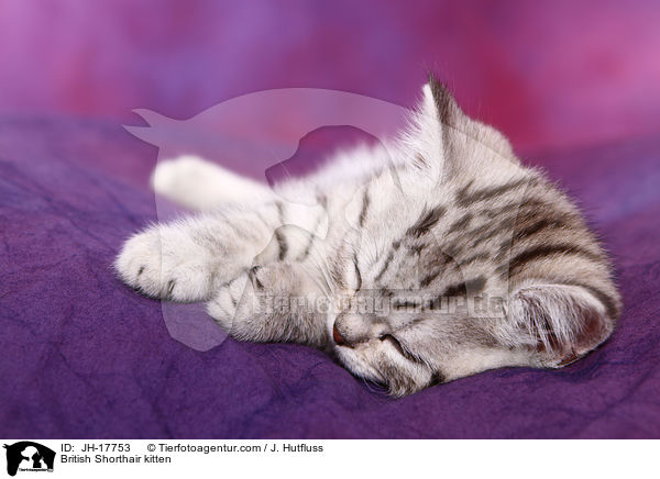 Britisch Kurzhaar Ktzchen / British Shorthair kitten / JH-17753