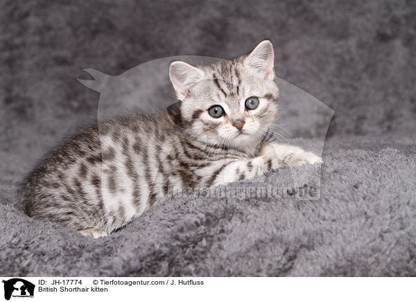 British Shorthair kitten / JH-17774