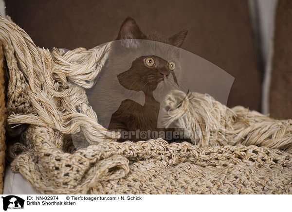 Britisch Kurzhaar Ktzchen / British Shorthair kitten / NN-02974