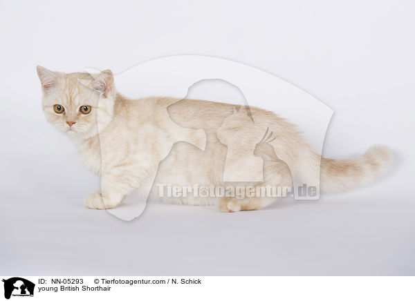 junge Britisch Kurzhaar / young British Shorthair / NN-05293