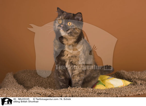 sitzende Britisch Kurzhaar / sitting British Shorthair / NN-05335