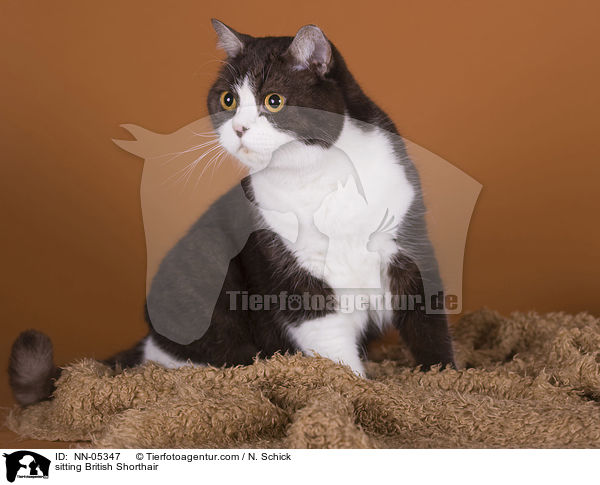 sitzende Britisch Kurzhaar / sitting British Shorthair / NN-05347