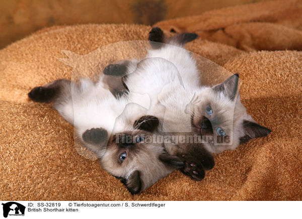 Britisch Kurzhaar Ktzchen / British Shorthair kitten / SS-32819