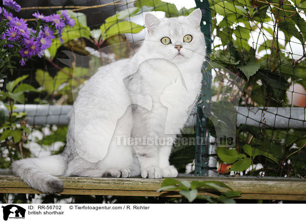 Britisch Kurzhaar / british shorthair / RR-56702