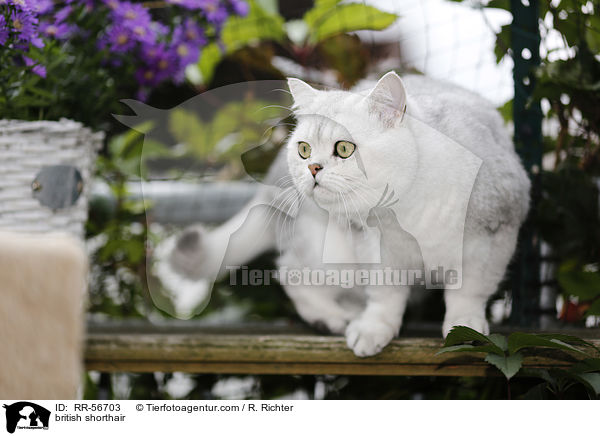 Britisch Kurzhaar / british shorthair / RR-56703