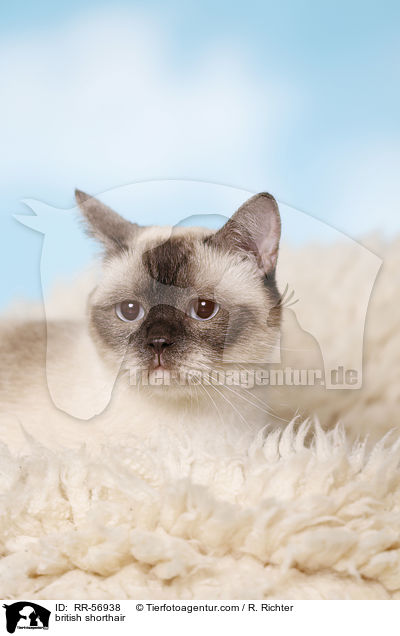Britisch Kurzhaar / british shorthair / RR-56938