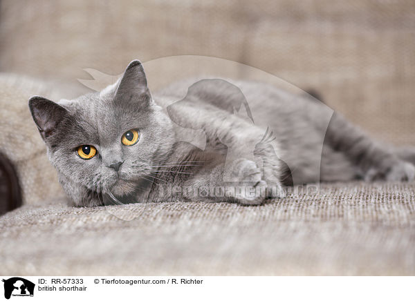 british shorthair / RR-57333