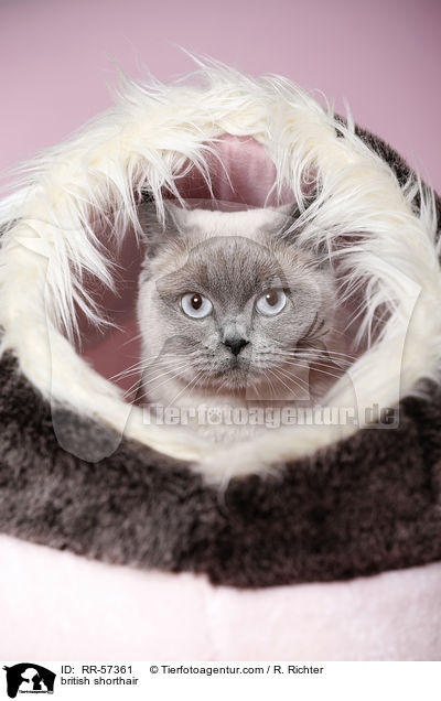 british shorthair / RR-57361