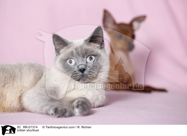 british shorthair / RR-57374