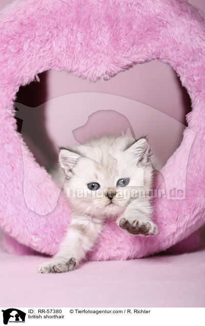Britisch Kurzhaar / british shorthair / RR-57380