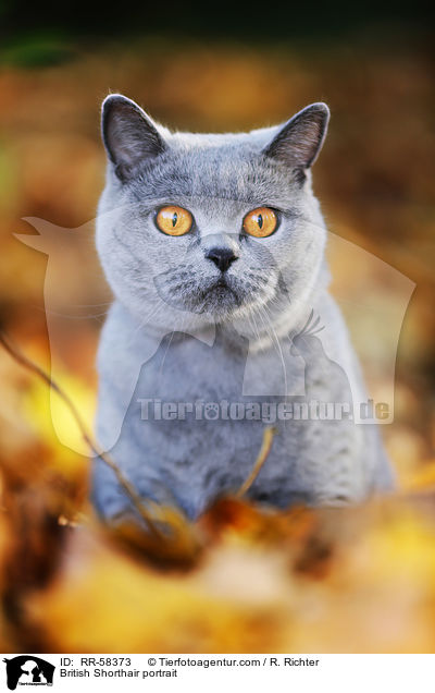 British Shorthair portrait / RR-58373