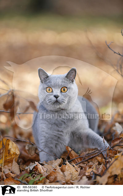 standing British Shorthair / RR-58380