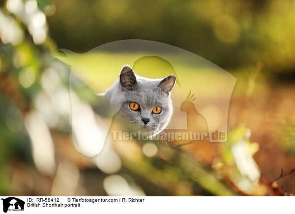 Britisch Kurzhaar Portrait / British Shorthair portrait / RR-58412