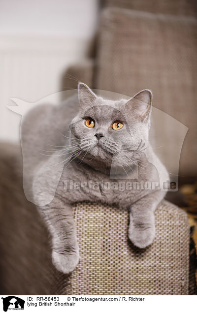 lying British Shorthair / RR-58453