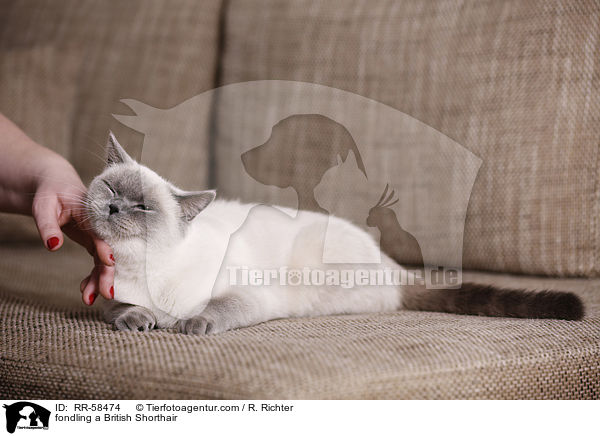 Britisch Kurzhaar wird gestreichelt / fondling a British Shorthair / RR-58474