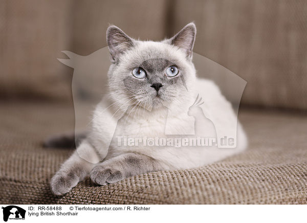 lying British Shorthair / RR-58488