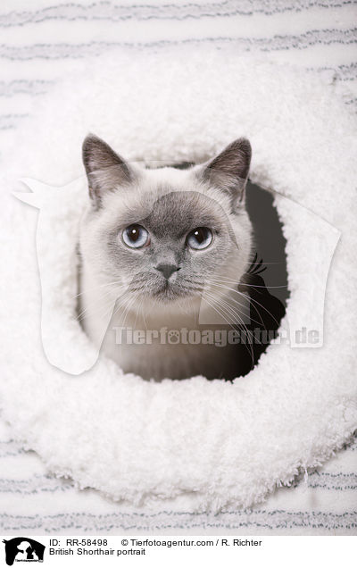 British Shorthair portrait / RR-58498
