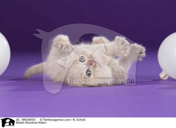 Britisch Kurzhaar Ktzchen / British Shorthair Kitten / NN-08000