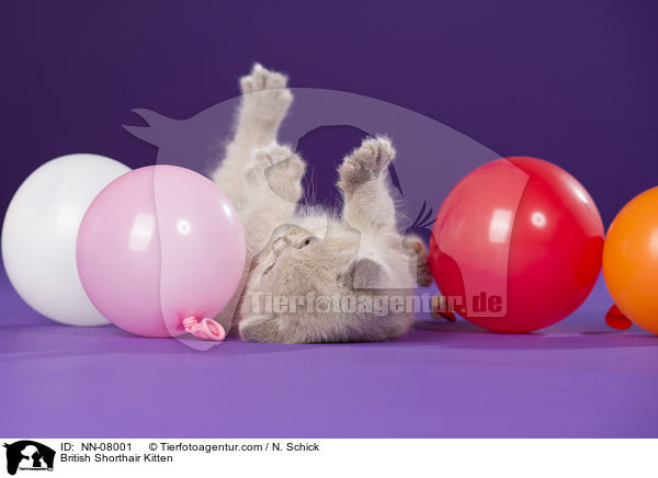 Britisch Kurzhaar Ktzchen / British Shorthair Kitten / NN-08001
