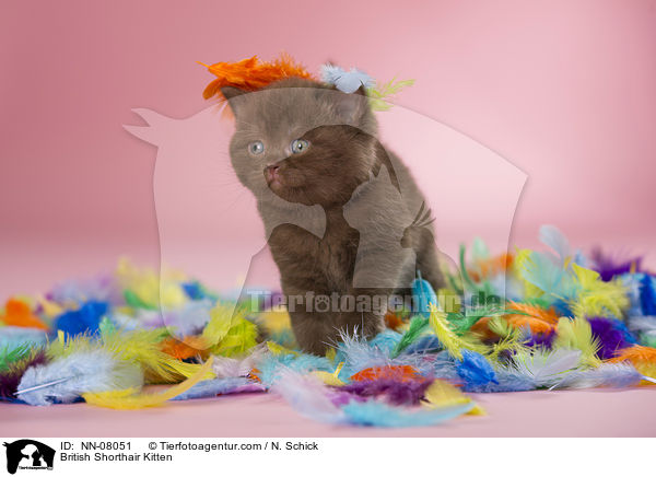 Britisch Kurzhaar Ktzchen / British Shorthair Kitten / NN-08051